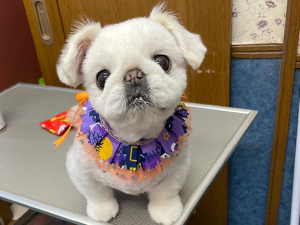 ☆モデル犬卒業後、里親さん宅での様子☆